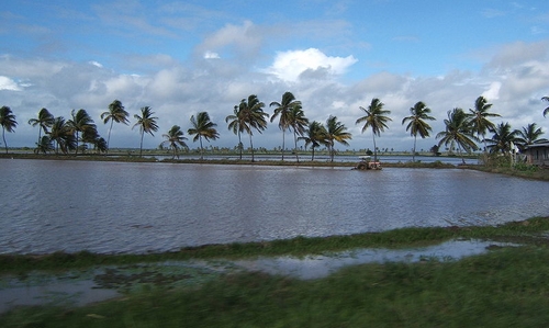 Plantao de arroz em zona costeira - FOTO/CRDITO: Tracey dos Santos.