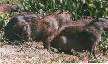 Capivara, mamífero que habita as áreas alagadiças do Cerrado