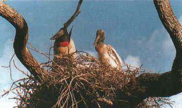 Ninho de Jaburú, ave típica dos pântanos do Cerrado